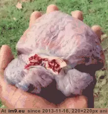 #Wtf #Turtle #Beating #Heart [Wtf] Turtle heart still beating GIF (Bild von album My r/WTF favs))