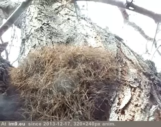 #Wtf #Not #Tree #Part [Wtf] Uh, that's not part of the tree GIF (Image of album My r/WTF favs))