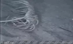 #Wtf  #Motherbitch [Wtf] What the motherbitch is this thing? GIF (Image of album My r/WTF favs))