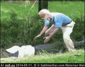 #Wtf #Control #Animal [Wtf] Why call animal control when I can do it myself? GIF (Image of album My r/WTF favs))
