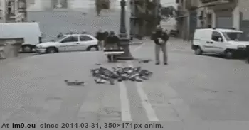 #Wtf #Hunt #Pigeon #Wild [Wtf] Wild pigeon hunt GIF (Изображение из альбом My r/WTF favs))
