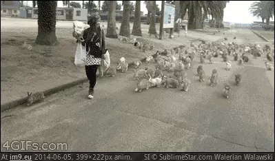#Wtf #Woman #Rabbits #Mobbed #Feral #Hundreds [Wtf] Woman is mobbed by hundreds of feral rabbits. GIF (Imagen de album My r/WTF favs))
