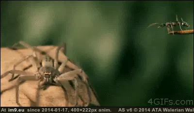 #Wtf #Ant #Thinking [Wtf] WTF ant? What were you thinking? GIF (Bild von album My r/WTF favs))
