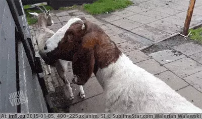 #Wtf #Spin #Head [Wtf] You spin my head right round. GIF (Image de album My r/WTF favs))